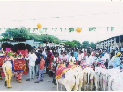 बैल पोळा 