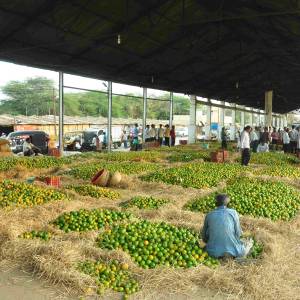 mukhya_bajara_avara__santra_seda_original