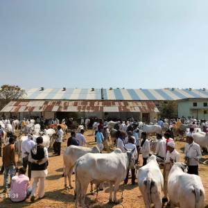 baila_bajara_katola_2_original